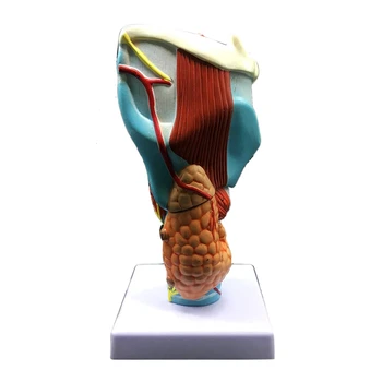 2X Większa model ludzkiego gardła, Anatomicznie Dokładny Model gardła Anatomii ludzkiego gardła